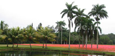 Places to go in Miami: Fairchild Tropical Gardens